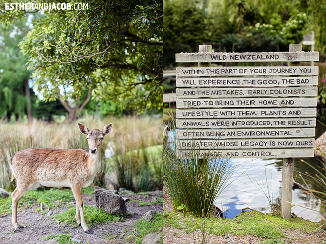Willowbank Wildlife Reserve New Zealand Animals | A Guide to South Island New Zealand