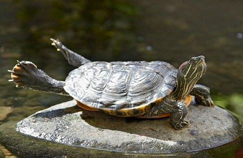yoga turtle