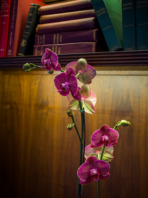 Olympus 17mm f/1.8 Test: The Orchid in the Library