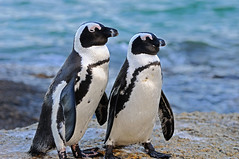 Southafrican penguins