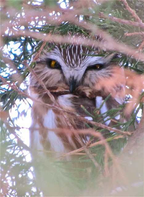 The Other Northern Saw-whet Owl at Clinton Lake