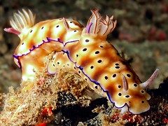 Nudibranches and Sea slug