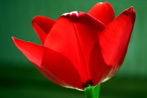 Tulip mania XVI