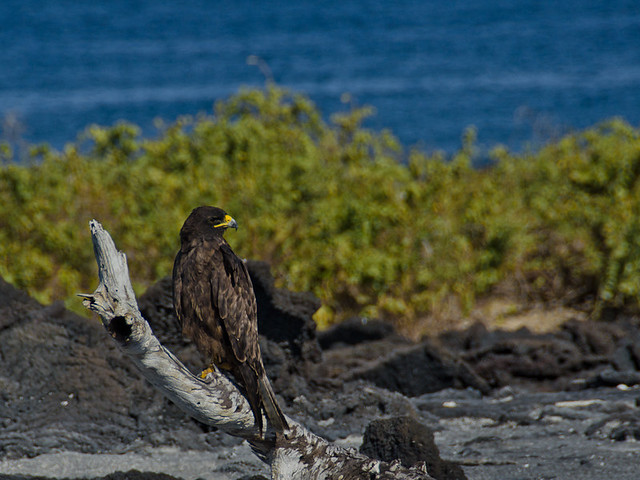 Galapagos Birds: Galapagos Hawk