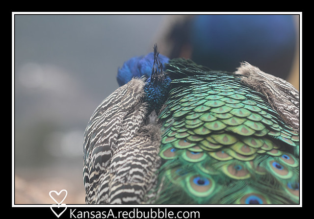Sleeping Peacock