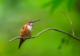 Rufous
Hummingbird