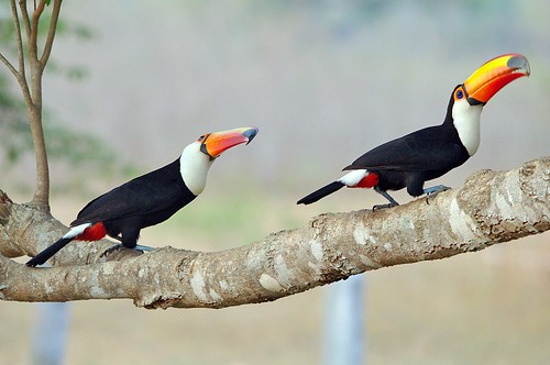 Two Toco Toucans Are Better Than One
