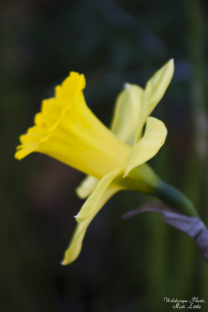 daffodil8