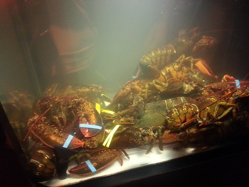 Lobsters Alive! by Lisa's Random Photos