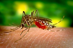傳播登革熱的埃及斑蚊（Aedes aegypti），正在吸取人血。照片由jentavery提供。