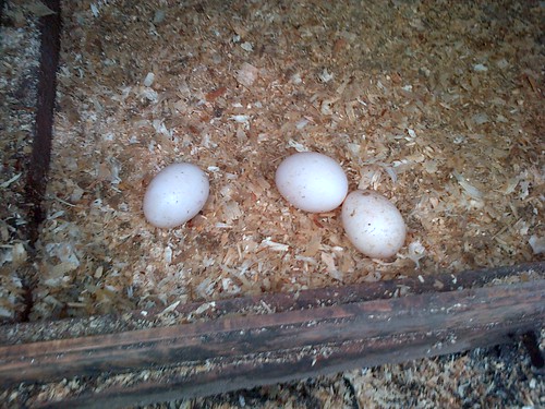 Duck eggs Feb 13