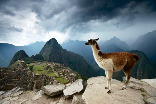 Llama above Machu Picchu. Peru by JC Richardson
