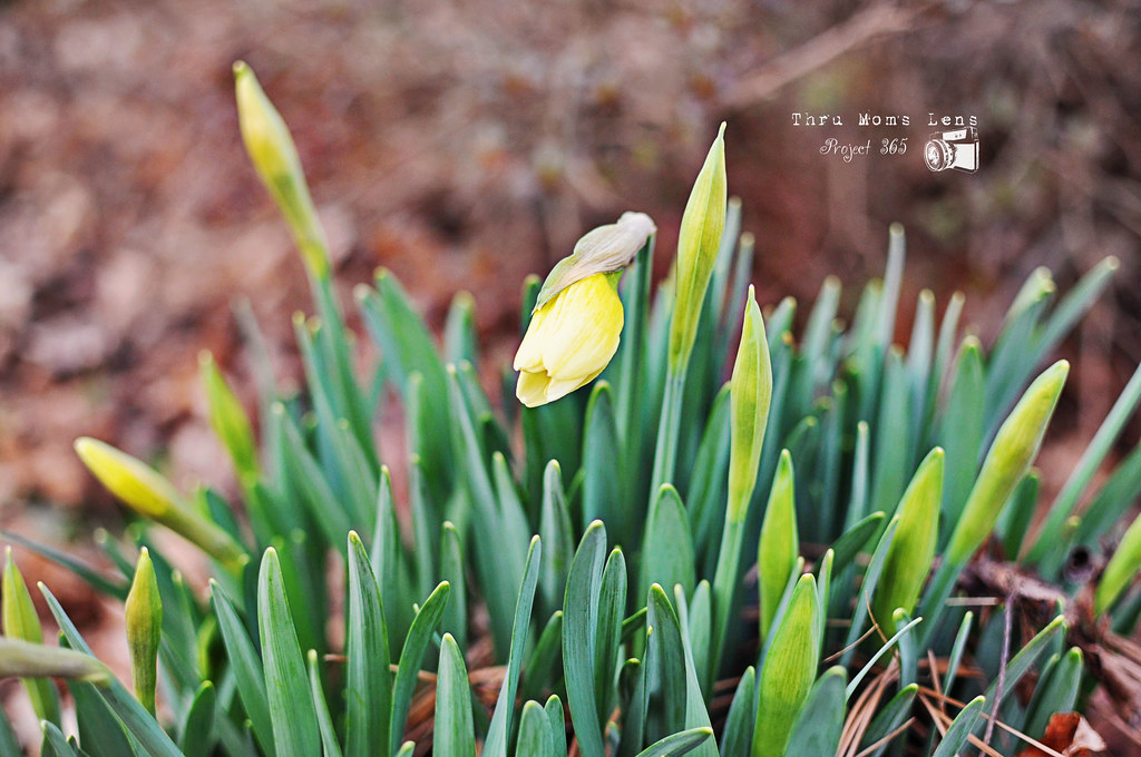 2 daffodil