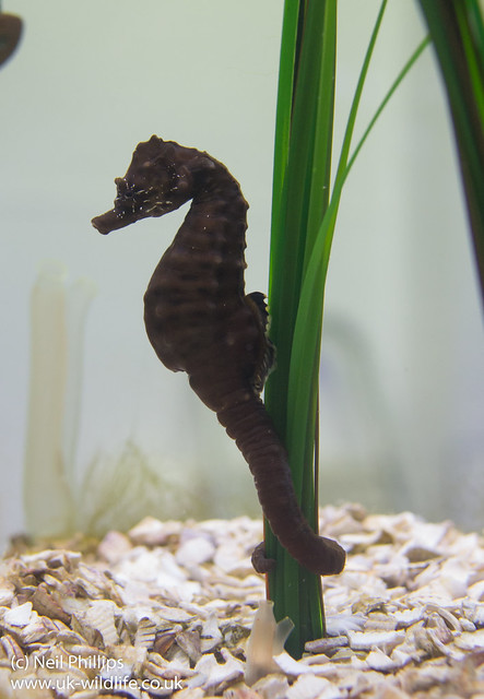 short-snouted seahorse Hippocampus hippocampus