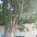 Garden Inventory: Ficus benjamina - 9