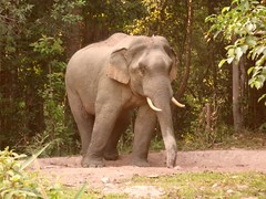 泰國考雅國家公園的大象（攝影：mattoftheday）