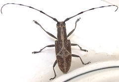 longhorn beetle (Gnoma luzonica)