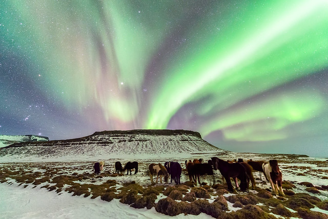 Horses Under the Aurora Borealis