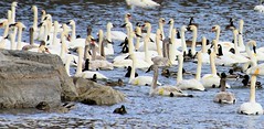 Swans - La Salle Park, Burlington Ontario