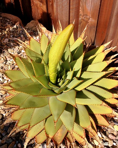 Aloe broomii by The Ruth Bancroft Garden