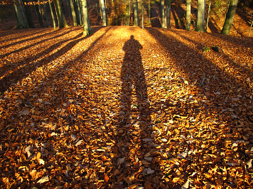 My Shadow in Forest