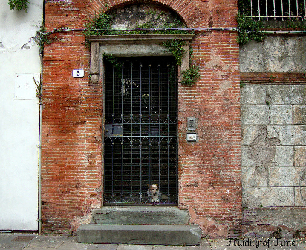 Lucca door with dog.jpg