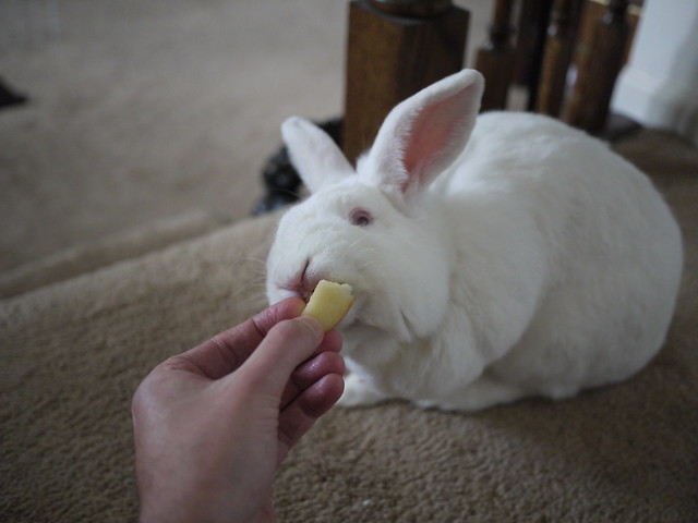 giving gus some apple