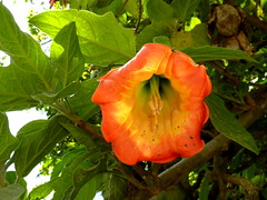 Solanaceae of Ecuador
