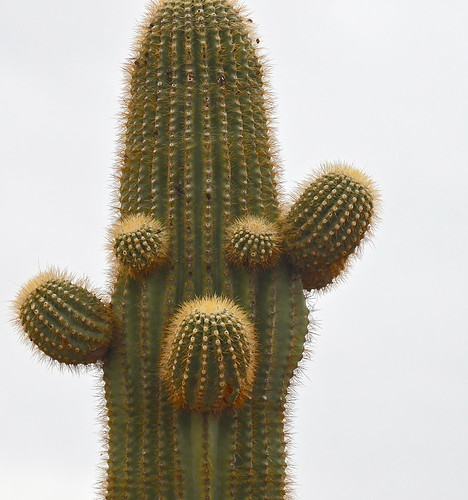 Saguaro face
