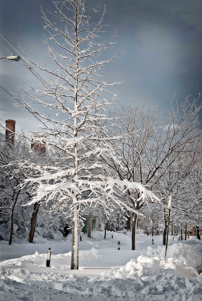 West Side Snow Tree
