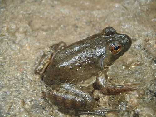 Image of Bullfrog