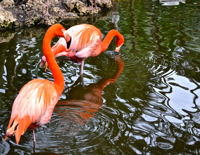 close flamingos at flamingo zoo fl