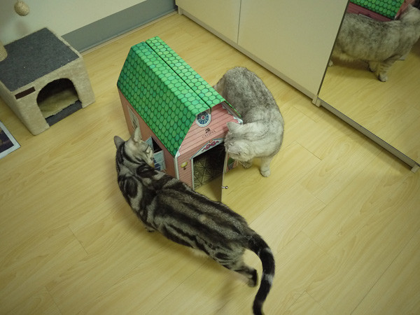 2這是用厚實紙板作的貓別墅喔！貓奴花費了半個小時左右組裝完成，還滿有興的，裝好之後二貓都非常有興趣！繞著房子好幾圈～