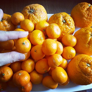 Seriously love these little kishu mandarins! Next to some satsumas. #farmersmarket