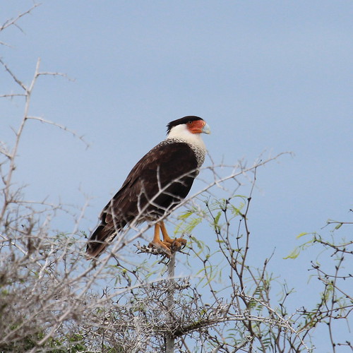 Crested Caracara by ricmcarthur