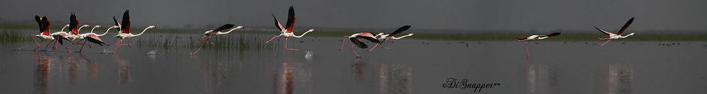 Take off of a Flamingo