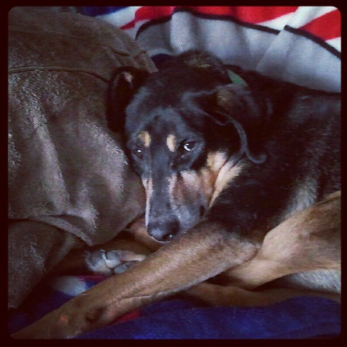 Lazy Sunday! #hound #adoptdontshop #dogstagram #rescue #dogs