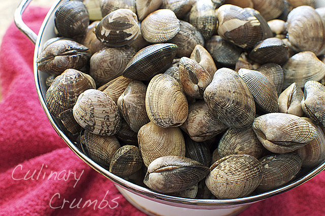 manila clams