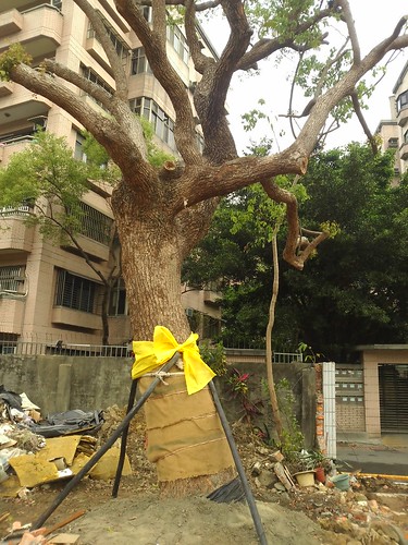 3/14遭機具吊起的70歲老樟樹，枝幹處也多處遭截斷，現雖已置回原處，但元氣大傷。