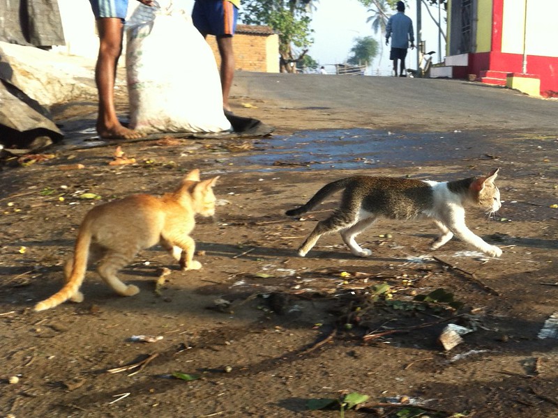 Kitten stealing fish at Madh fort