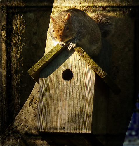 The garden: squirrel visits bird box.  View on black.