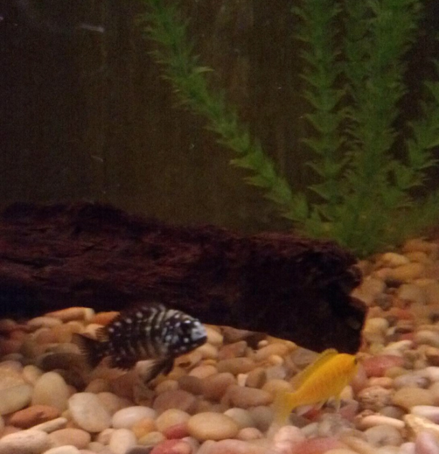 new-fish-mclovin-charlie-brown