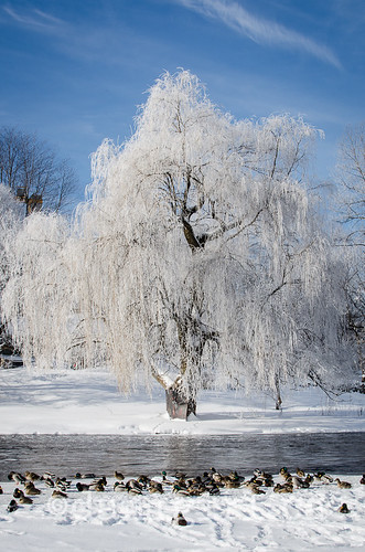 Ice tree-4