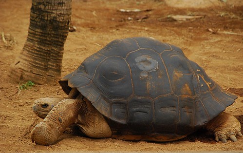 Tortuga de las Galápagos. The Galapagos tortoise (Geochelone nigra). by juanito1948.
