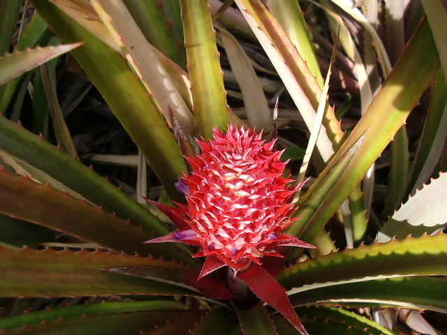 Red Pineapple (I think)
