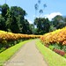 Royal Botanical Gardens, Pedadeniya, Sri Lanka