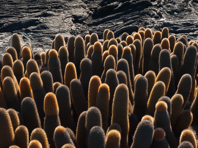 Galapagos Plants: Lava Cacti