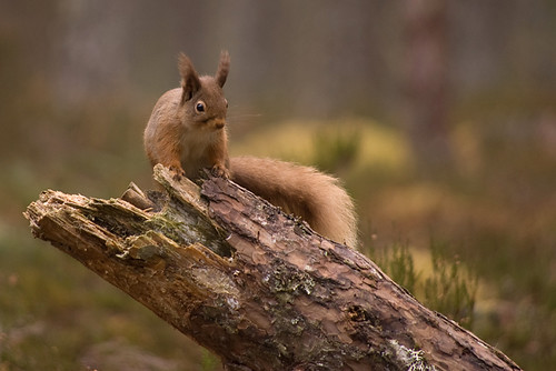 Red Squirrel 14