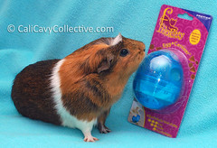 Guinea pig Truffle with treat dispenser toy