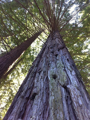 Redwood Height